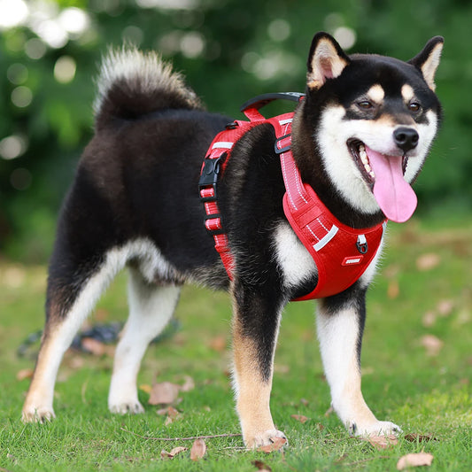 No Pull Dog Harness
